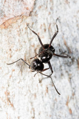 Polyrhachis pilosa