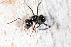 Polyrhachis pilosa