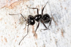 Polyrhachis pilosa