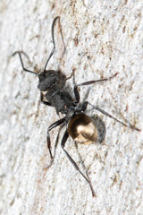 Polyrhachis erato