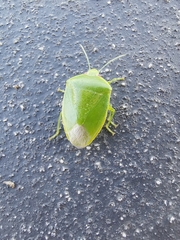 Glaucias amyoti