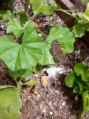 Anthanassa texana texana