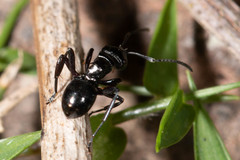 Polyrhachis clio