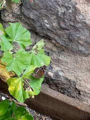 Anthanassa texana texana