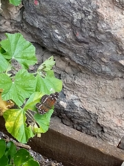 Anthanassa texana texana