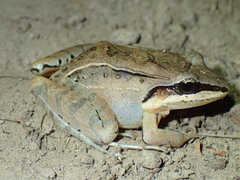 Leptodactylus didymus