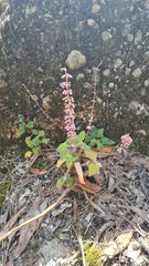 Coleus habrophyllus