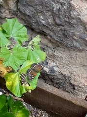 Anthanassa texana texana