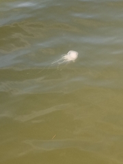 Chrysaora chesapeakei