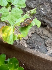 Anthanassa texana texana