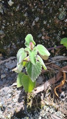 Coleus habrophyllus
