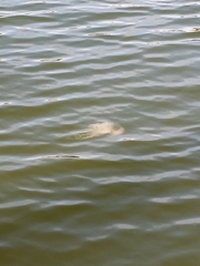 Chrysaora chesapeakei