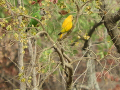 Poicephalus senegalus