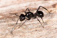 Polyrhachis pilosa