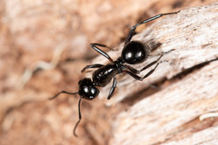Polyrhachis pilosa