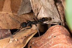 Leptogenys sjostedti