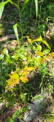 Eugenia biflora