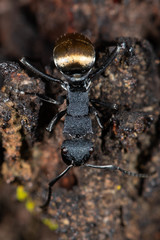 Polyrhachis euterpe