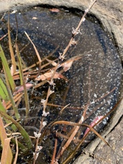 Philydrum lanuginosum