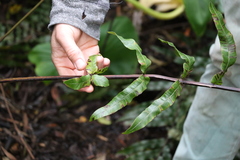 Blechnum camfieldii