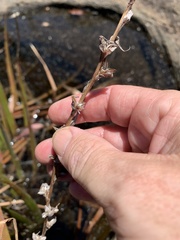 Philydrum lanuginosum