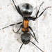 Polyrhachis ornata - Photo (c) Mark Ayers, some rights reserved (CC BY-NC), uploaded by Mark Ayers