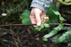 Blechnum camfieldii