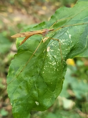 Nephrotoma ferruginea