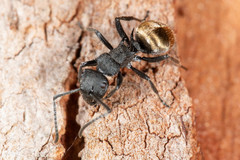Polyrhachis erato