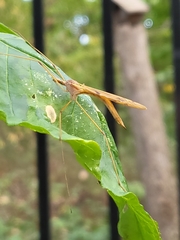 Nephrotoma ferruginea