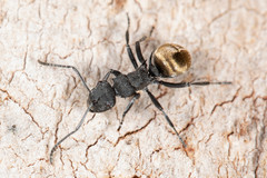 Polyrhachis erato