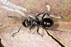 Polyrhachis clio