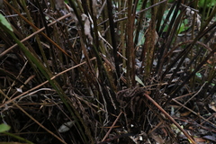 Blechnum camfieldii