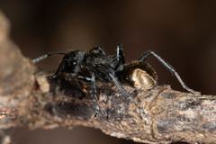 Polyrhachis erato