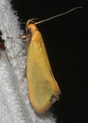 Telocharacta hemicroca