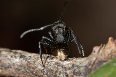 Polyrhachis erato
