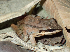 Leptodactylus didymus