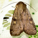Noctuini - Photo (c) Mick Talbot, some rights reserved (CC BY)