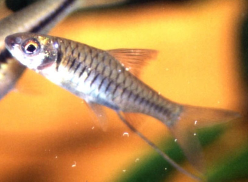 Clypeobarbus hypsolepis — Cyprinidae