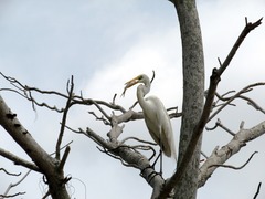 Ardea alba