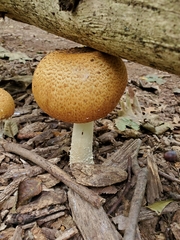 Agaricus nanaugustus