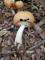 Agaricus nanaugustus