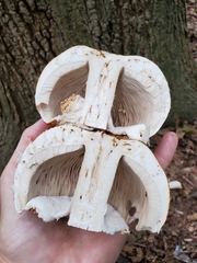 Agaricus nanaugustus