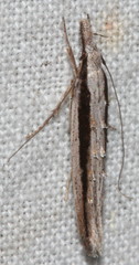 Trachydora centromela