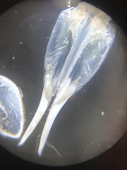 Trachelipus nodulosus