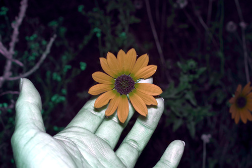 Image of Helianthus praecox by (c) Michelle W. （鍾偉瑋）, some rights reserved (CC BY)