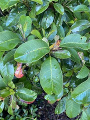 Quintinia sieberi