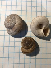 Oreohelix strigosa depressa