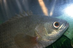 Petherich's Ctenopoma photo 1