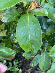 Quintinia sieberi